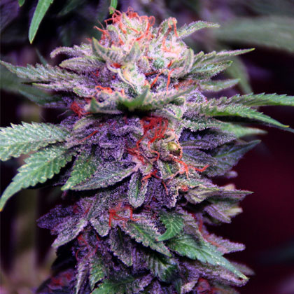 Purple Haze wietplant