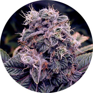 purple-haze-wietsoort-300x300