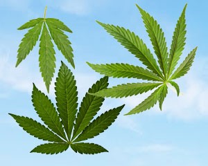 sativa-indica-ruderalis-blad-300x240