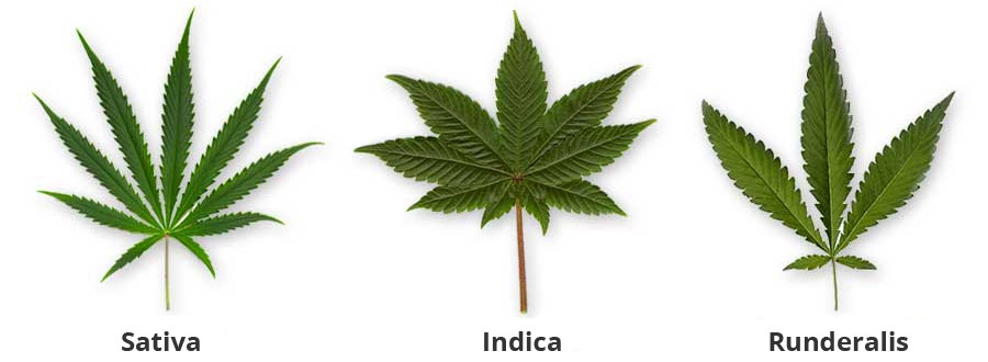 sativa-indica-runderalis-soorten Het blad van de sativa, indica en runderalis soorten