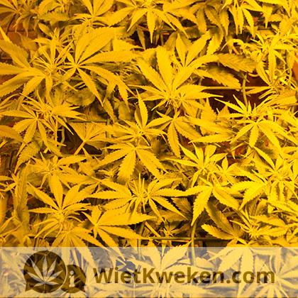 scrog-spreiden-wietplant scroggen met gaas