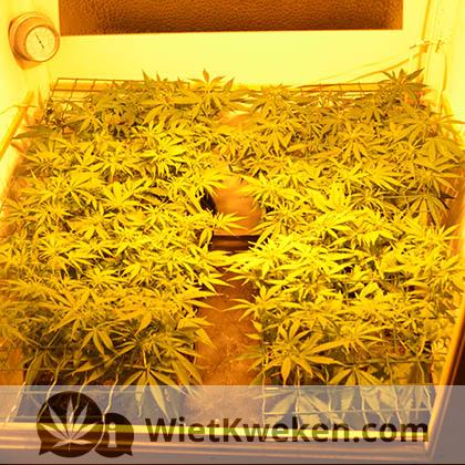 scroggen-met-gaas-wietplant wietplant scroggen