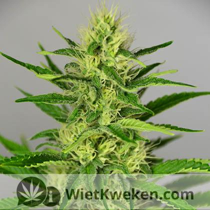 silver-haze-3e-week-wietplant-in-bloei silver haze 3e week bloei