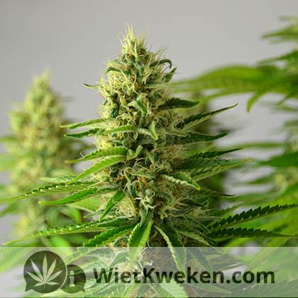 silver-haze-4e-week-bloei (1) bloei week 4 haze