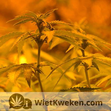 silver-haze-kweken-groeien silver haze groei binnen kweek