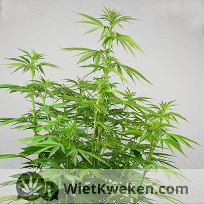 silver-haze-wietplant-groeiperiode Silver haze groei wietplant
