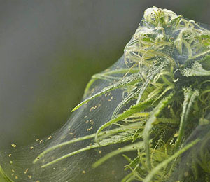 Spint is een klein beestje die vooral het lichtgroene jonge blad het lekkerst vindt.
