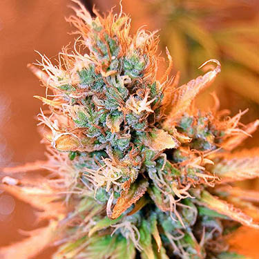 blue medi kush spliff seeds
