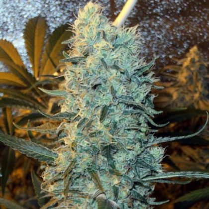 spliff-seeds-power-plant Spliff Seeds - Power Plant