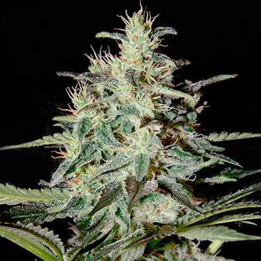 white lemon strain hunters