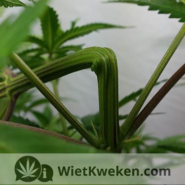 Super cropping wietplant