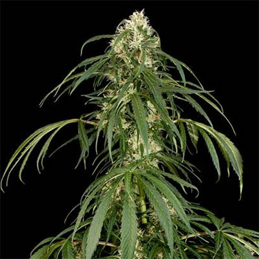 super-silver-dinafem-seeds-wietzaden dinafem super silver seeds