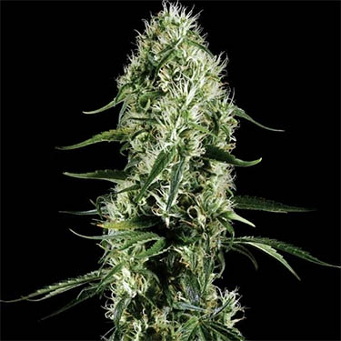 super-silver-haze-green-house-seeds-wietzaden green house super silver haze