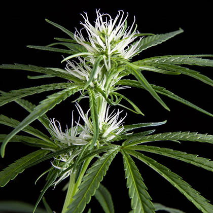 super-silver-haze-green-house-seeds green house seeds super silver haze