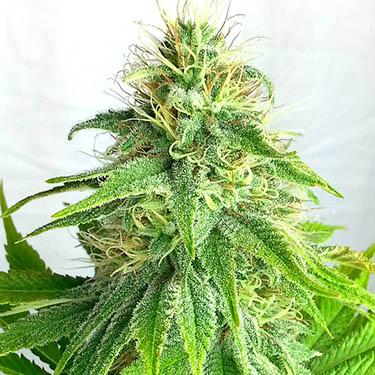 ø; wietzaadjes super silver haze huismerk