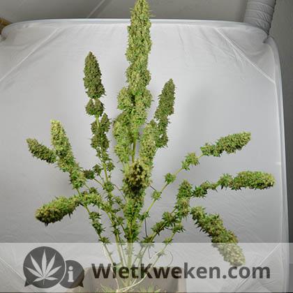 super-silver-haze-oogsten-na wietplant geoogst