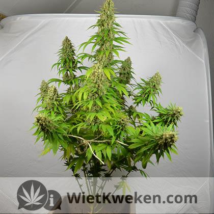 super-silver-haze-oogsten-voor silver haze wietplant oogsten