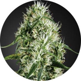super-silver-haze-wiet