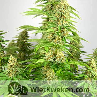 wietplant silver haze oogstrijp