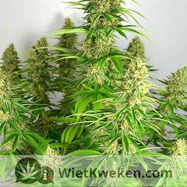 Super silver haze wietplant