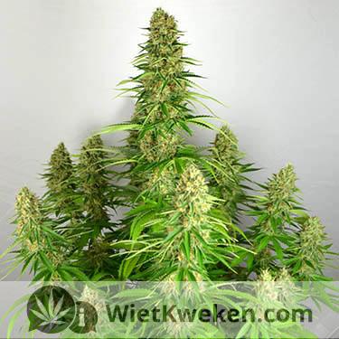 wietplant super silver haze