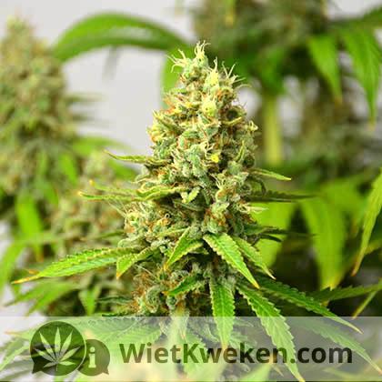 super viler haze Wietzaadjes.nl Huismerk