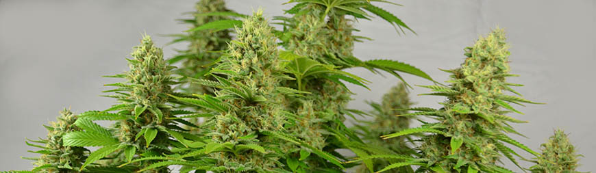 super-silver-haze-wietplant silver haze