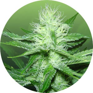 super-silver-haze-wietsoort-300x300