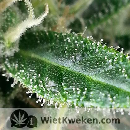 thc-blueberry-autoflower thc op wietblad