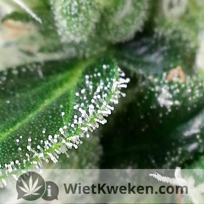 thc-kristallen-wietplant-bloei THC wietplant autoflower