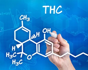 thc-soorten-wiet-300x240