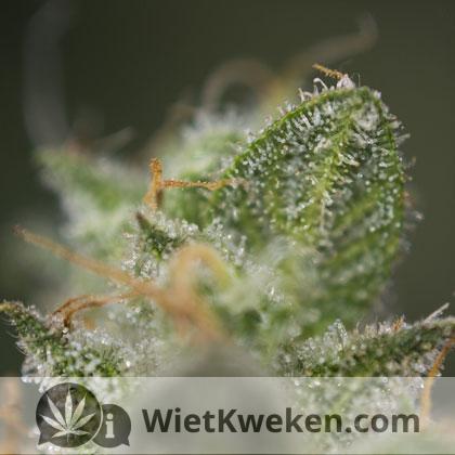 thc-trichomen-bloemtop THC (trichomen) op bloemtop