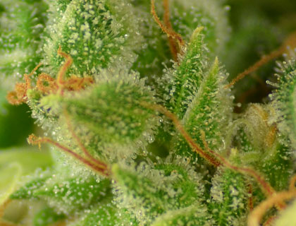 THC trichomen op Power Plant