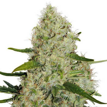 think-big-dutch-passion-autoflower-feminised-auto dutch passion think big autoflower