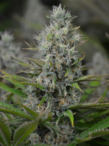 top-white-widow-huismerk-wietzaadjes Top white widow huismerk wietzaadjes.nl