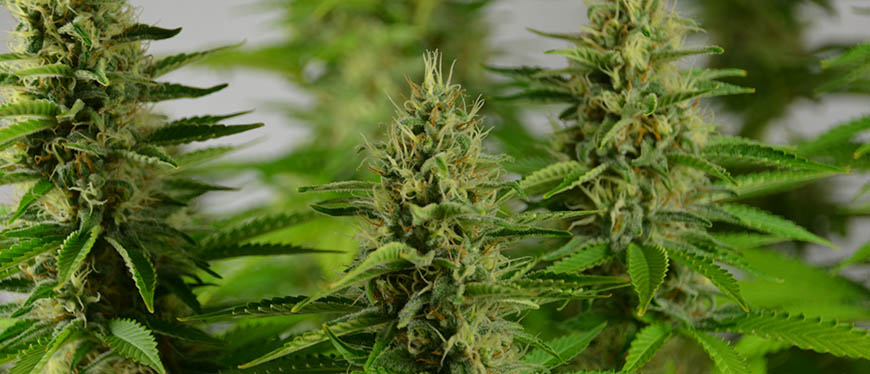 toppen-wietplant-haze-bloeiperiode (1) haze wietplant bloei week 4