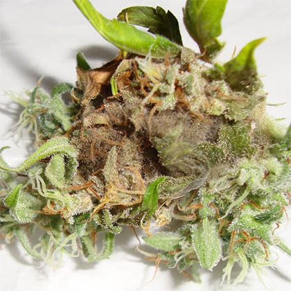 toprot-wietplant-top