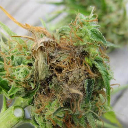 top toprot wietplant