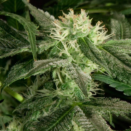 white-widow-bulldog-seeds White Widow - Bulldog Seeds