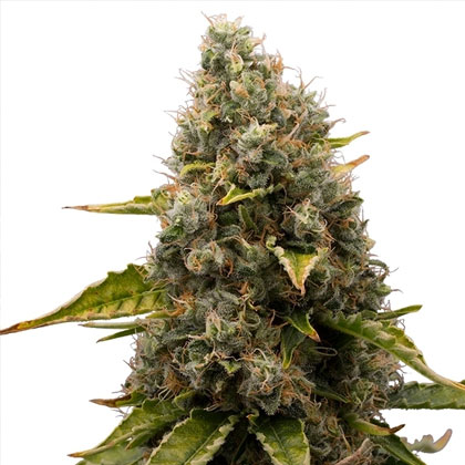 white-widow-royal-queen-seeds White Widow - Royal Queen Seeds