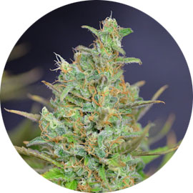 white-widow-wiet-1 White widow wietsoort