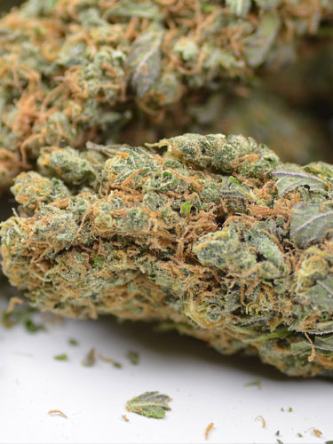 white-widow-wiet De krachtige White Widow wiet