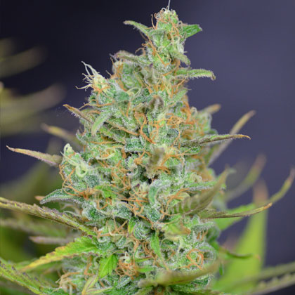 White Widow wietplant