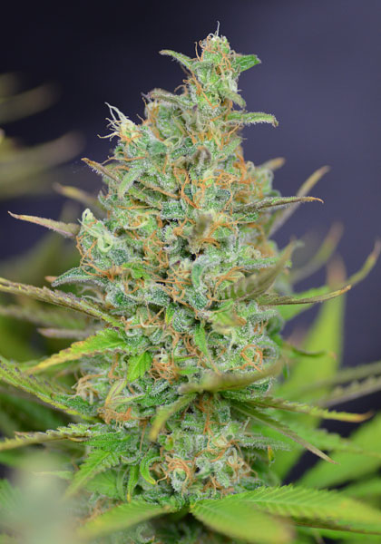 Top White Widow wietplant bedekt met witte kristallen.