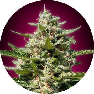 white-widow-wietsoort-300x300