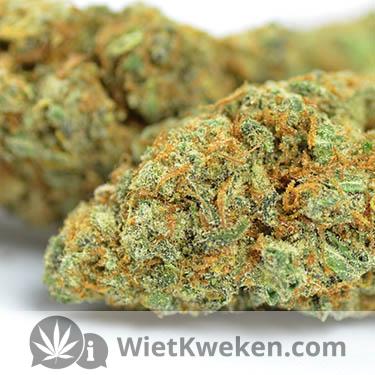 wiet-droog-super-silver-haze silver haze wietplant toppen