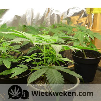 wiet kweken TL lampen