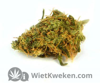 wiet-verkruimelen-verkruimelde-wiet een stukje droge wiet