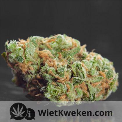 wiet-weed Wiet (weed)
