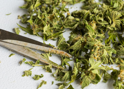 wietolie-maken-van-knipafval Wietolie maken van knipafval.